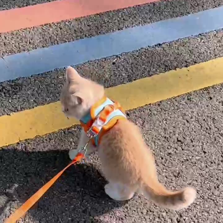 O1CN01mpmy8V23ekWVXEAmL_21216000000007281-0-tbvideo.jpg 16